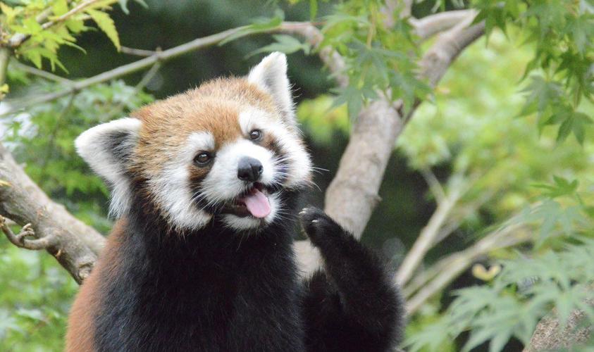 小熊猫吐舌头的样子太可爱了,是怕热还是硬核卖萌?