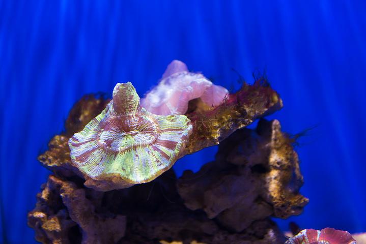 各种美丽的贝壳和热带鱼总是与珊瑚相生相伴一起构成美丽的海底世界