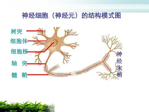 八年级上册生物课件苏教版 神经细胞(神经元)的结构模式图 树突 细胞