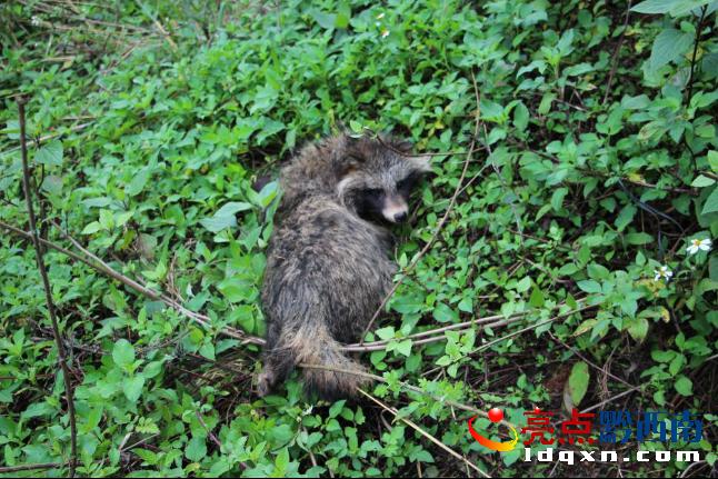 兴义市森林公安局解救放生一只野生花脸獐