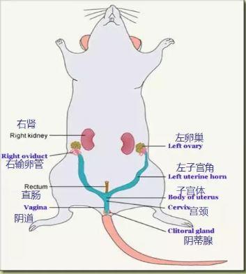 小鼠子宫是y"型双子宫(图1),卵巢为系膜包绕,不与腹腔相通,故无宫外孕