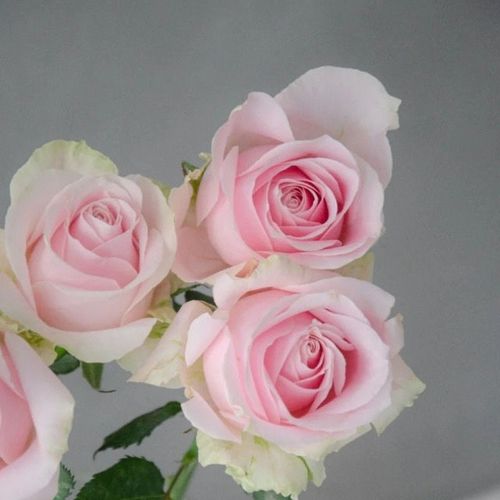 20枝粉红雪山粉色系玫瑰花鲜切花花束云南基地直发高