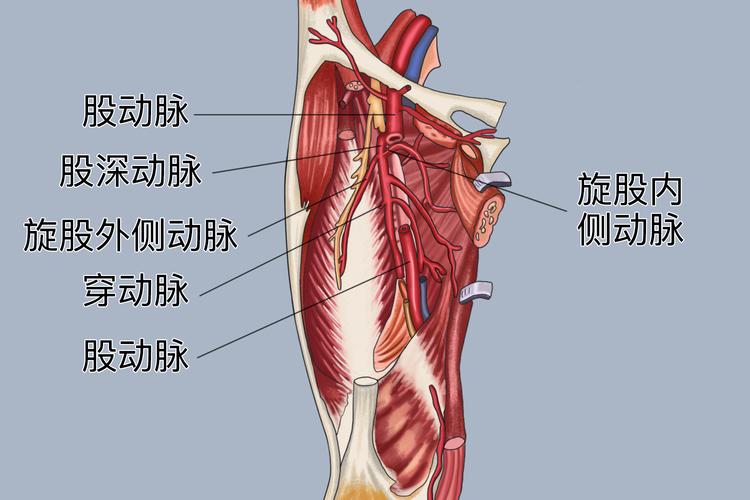 股动脉位置图