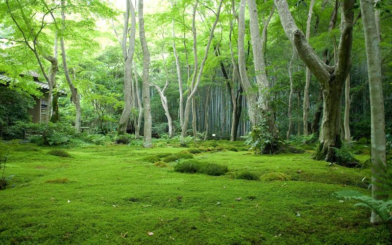 绿色大自然树森林草照片下载壁纸