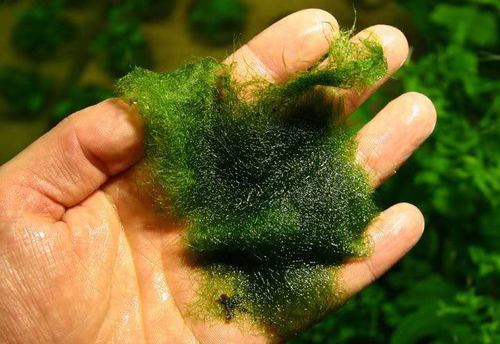 青苔是丝状绿藻(单星藻,转板藻狼烟绵)的总称,可分为水绵藻,水网藻,刚
