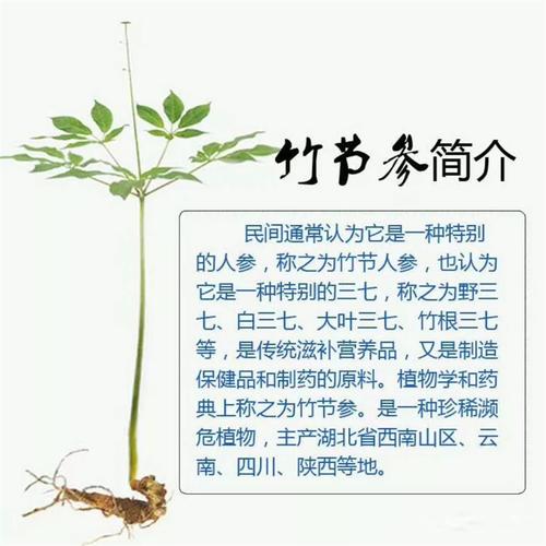 四川德阳竹节参怎么种植野桑黄的吃法白芨八角莲种植经济效益