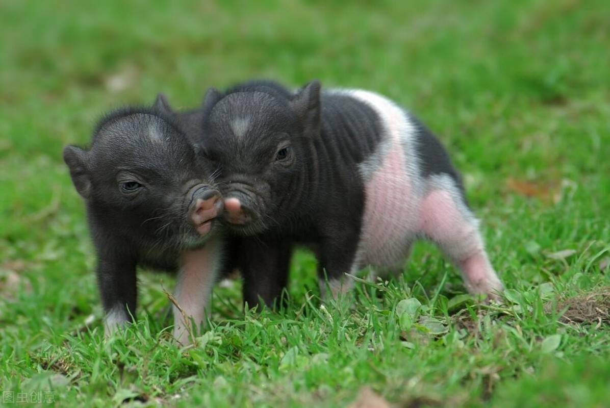 猪是杂食动物半放养模式下猪的食物来源最杂
