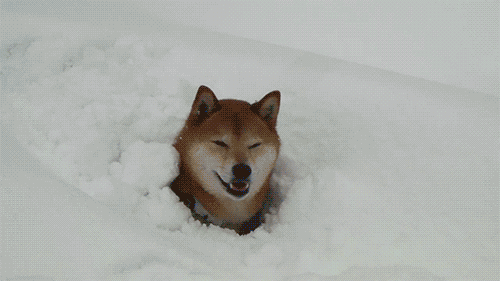 > 一到下雪天 才发现狗狗们这么会玩!