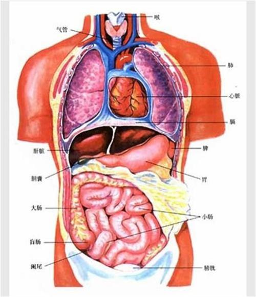 人体内脏器官的统称.