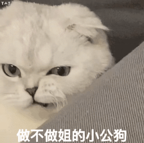 猫表情包沙雕猫