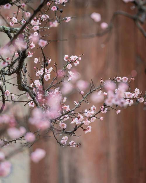 春季花朵摄影技巧8个,拍美花朵很容易_背景_画面_照片