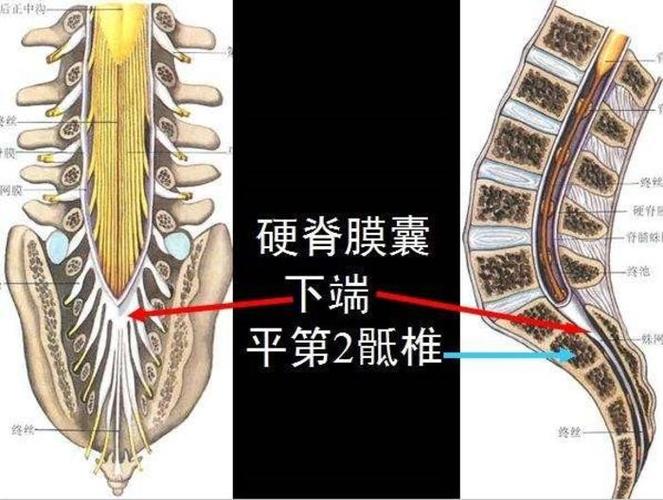 骶管和骶神经:人的后背正中是椎管,从后枕部一直到骶尾部,椎管的最