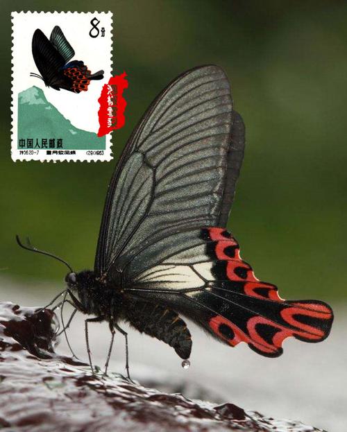 中国最珍贵的20种蝴蝶图片帮你辨别蝴蝶还是蛾子