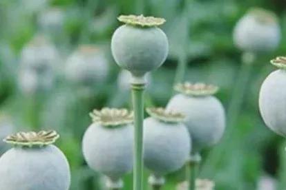 罂粟壳就是大烟的果实,除去种子,人们都称为"大烟葫芦".