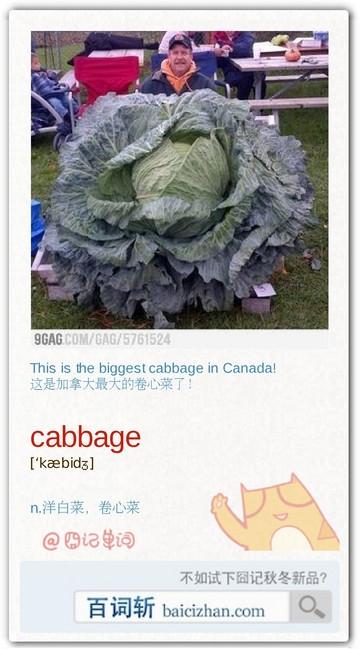 囧记单词:cabbage 洋白菜 卷心菜_英语四级词汇 - 可可英语