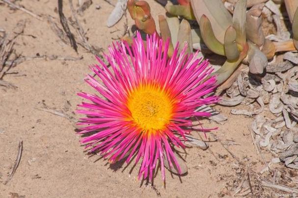 依米花:沙漠中的奇迹之花