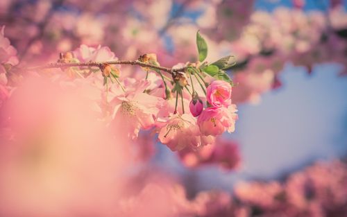 分享一组清新唯美的樱花风景图片壁纸给大家,希望大