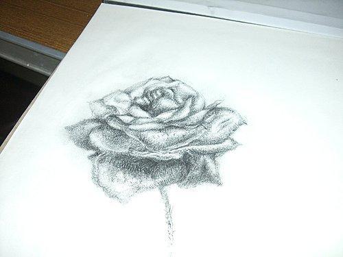 素描的蔷薇花