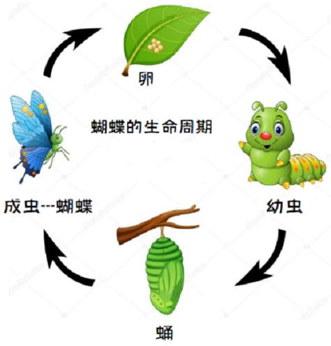 蝴蝶幼虫以取食植物为主,成虫有助于植物授粉,在生态系统中扮演着重要