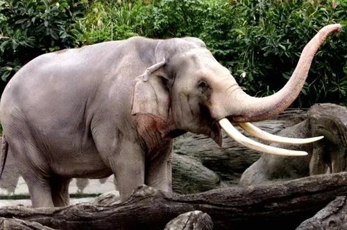 张贵兴透露,圆山动物园的一代巨星大象「林旺」,将在他规划中的第三部