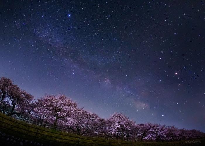 kagaya星空与月夜下的樱花,原twitter连结:https://t.co/f54ogb3mmr