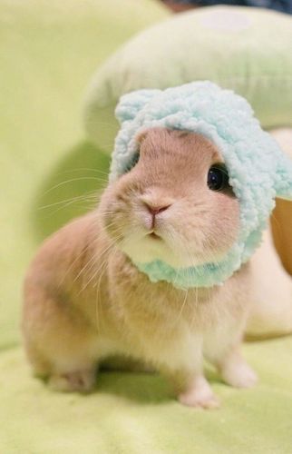 超可爱的兔子图片:中秋月萌神