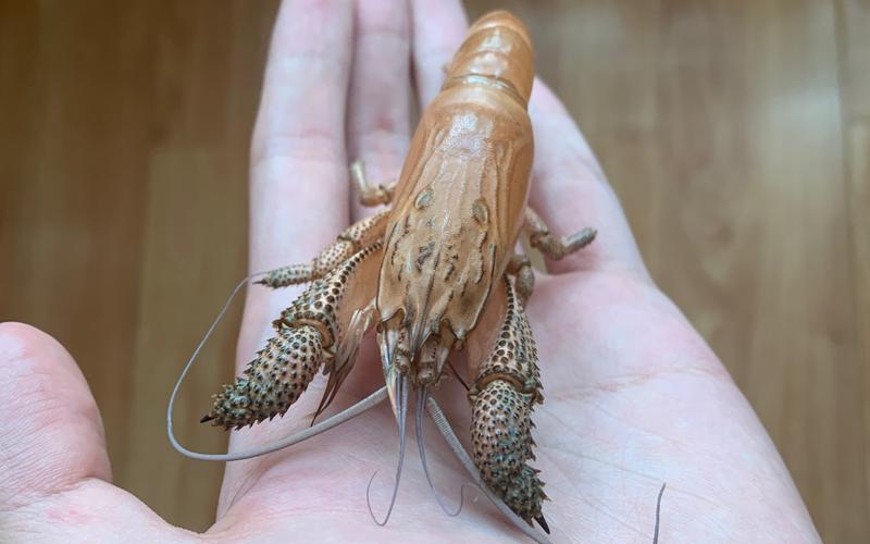 非洲巨型网球虾饲养