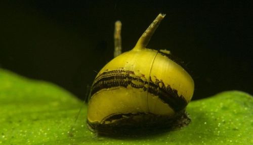 蜜蜂角螺(clithon corona)