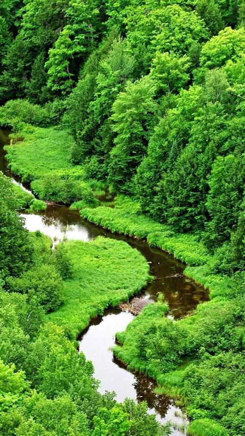壁纸 绿色的雨林,溪流 1920x1200 hd 高清壁纸, 图片, 照片