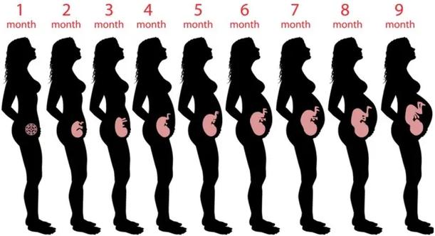 怀孕1至9月肚子变化图