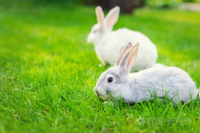 小在阳光明媚的日子里,可爱的小兔子在绿色花园的草地上散步.