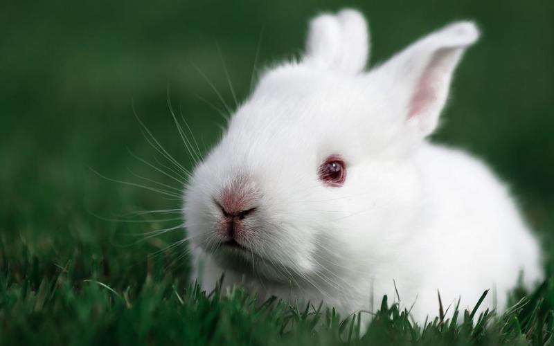 桌面壁纸 动物壁纸 > 正文  本文 可爱萌系小白兔壁纸_超萌有趣小兔子