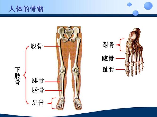 人体的骨骼 股骨 下 肢 骨 腓骨 胫骨 骨 跗骨 跖骨 骨