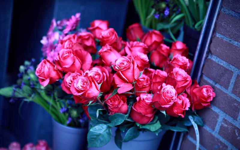 许多粉红色的玫瑰花,浪漫的壁纸2048x1536分辨率查看