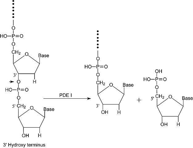 磷酸二酯酶i,phosphodiesterase i from crotalus adamanteus venom