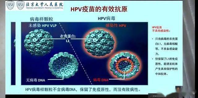 因为hpv疫苗只有病毒的衣壳蛋白l1,无病毒核酸等,不具备感染能力.