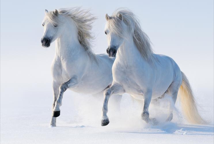 马骏马两只白马跑步步行雪冬天6k壁纸