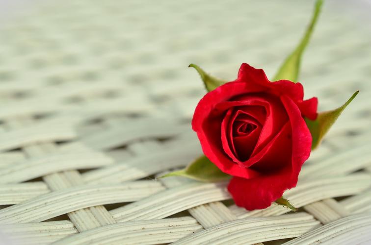 红玫瑰, 浪漫, 玫瑰绽放, 美, 白, 关闭了, 单独地, 爱, 玫瑰壁纸