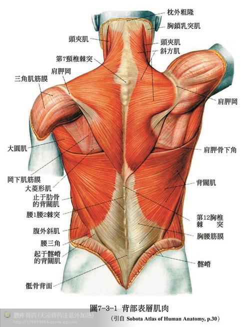 人体解剖骨骼肌肉超全面的套图