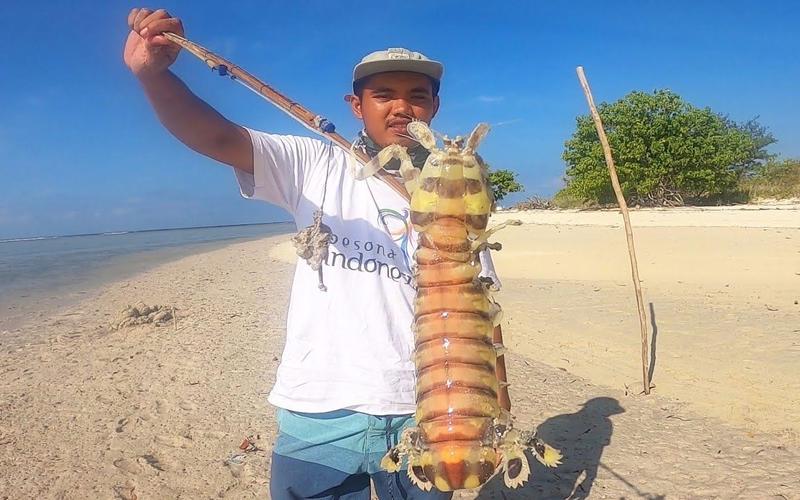 印尼小伙抓斑马皮皮虾,自制全自动抓捕器,这种爬虾一只就得卖100