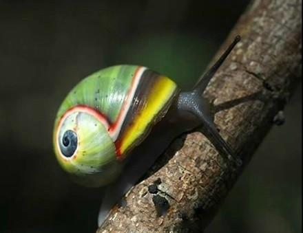 世界上最漂亮的陆地蜗牛,这些都是生活在古巴的彩色蜗牛!