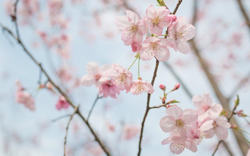 盛开的樱花风景图片桌面壁纸
