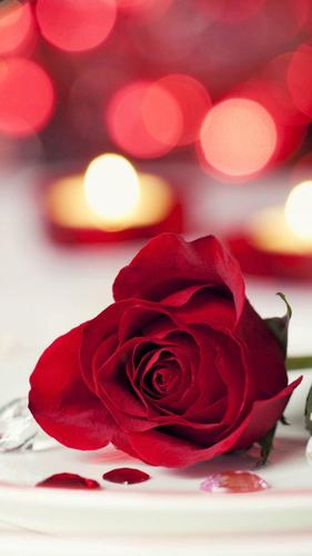爱情浪漫红玫瑰花,高清图片,手机锁屏桌面-壁纸族