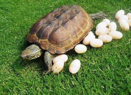 中华草龟价格多少钱一斤,中华草龟壳多少一斤