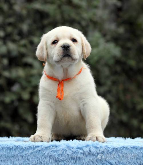 一只可爱可爱的拉布拉多犬蓝色背景