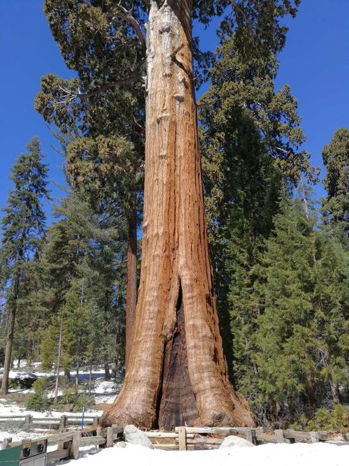 旅行 水火相容--参天巨杉之生 美国加州红杉树国家公园拥有世界上最高