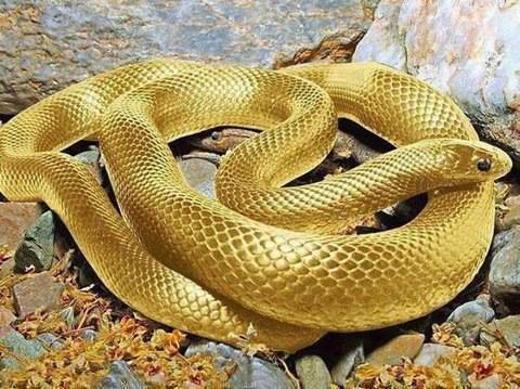 黄金蟒蛇!
