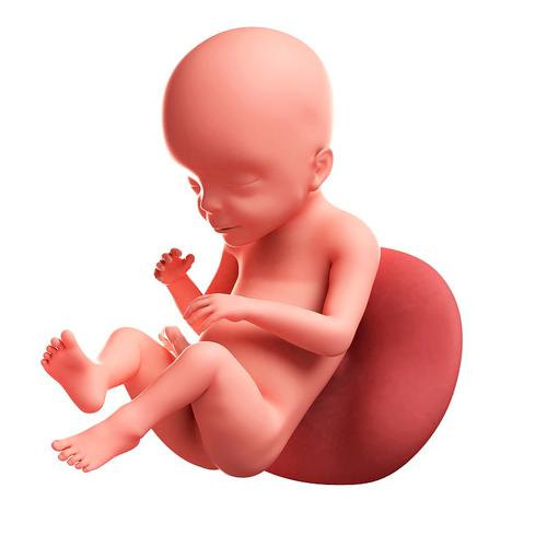23周胎儿,图片图片