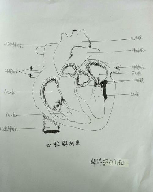 1717班生物作业心脏图