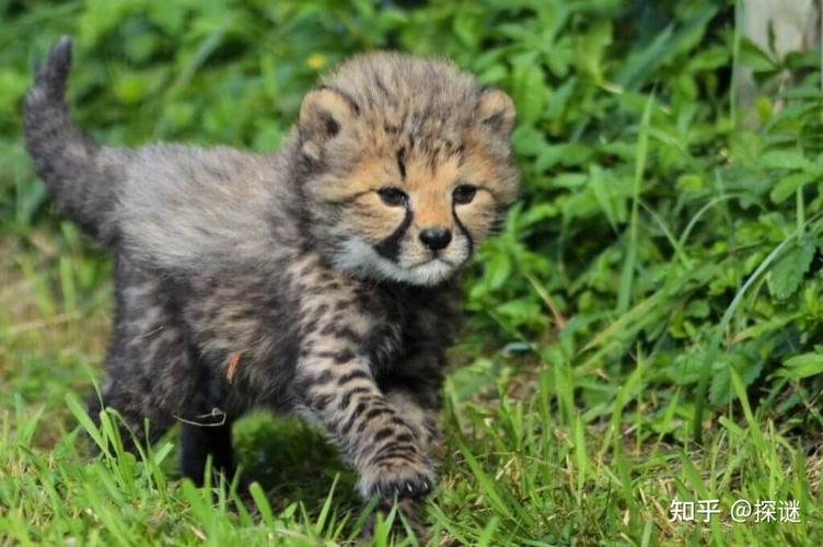 为避免幼崽受到伤害猎豹将幼崽伪装成了平头哥蜜獾